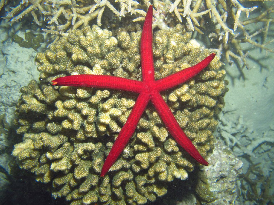  Leiaster speciosus (Velvety Sea Star)